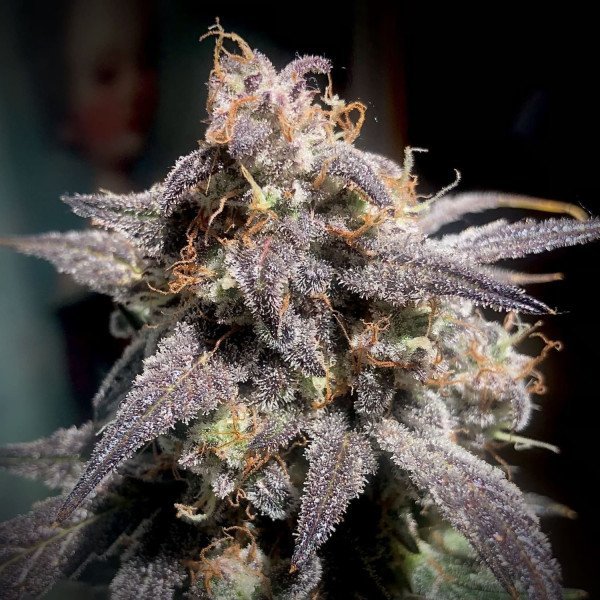 BearBush-Bear-Bush-Botanical-Collective-Mephisto-Genetics-Super-Orange-Haze-Auto-2