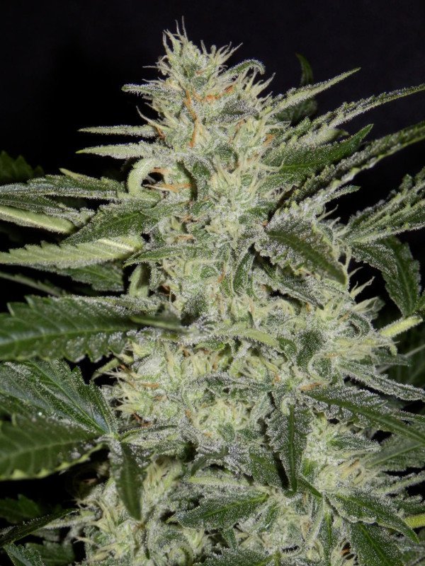 BearBush-Bear-Bush-Botanical-Collective-Mephisto-Genetics-White-Crack-Auto-2