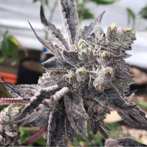 bearbush-bear-bush-Kush-Sorbet-seed-junky