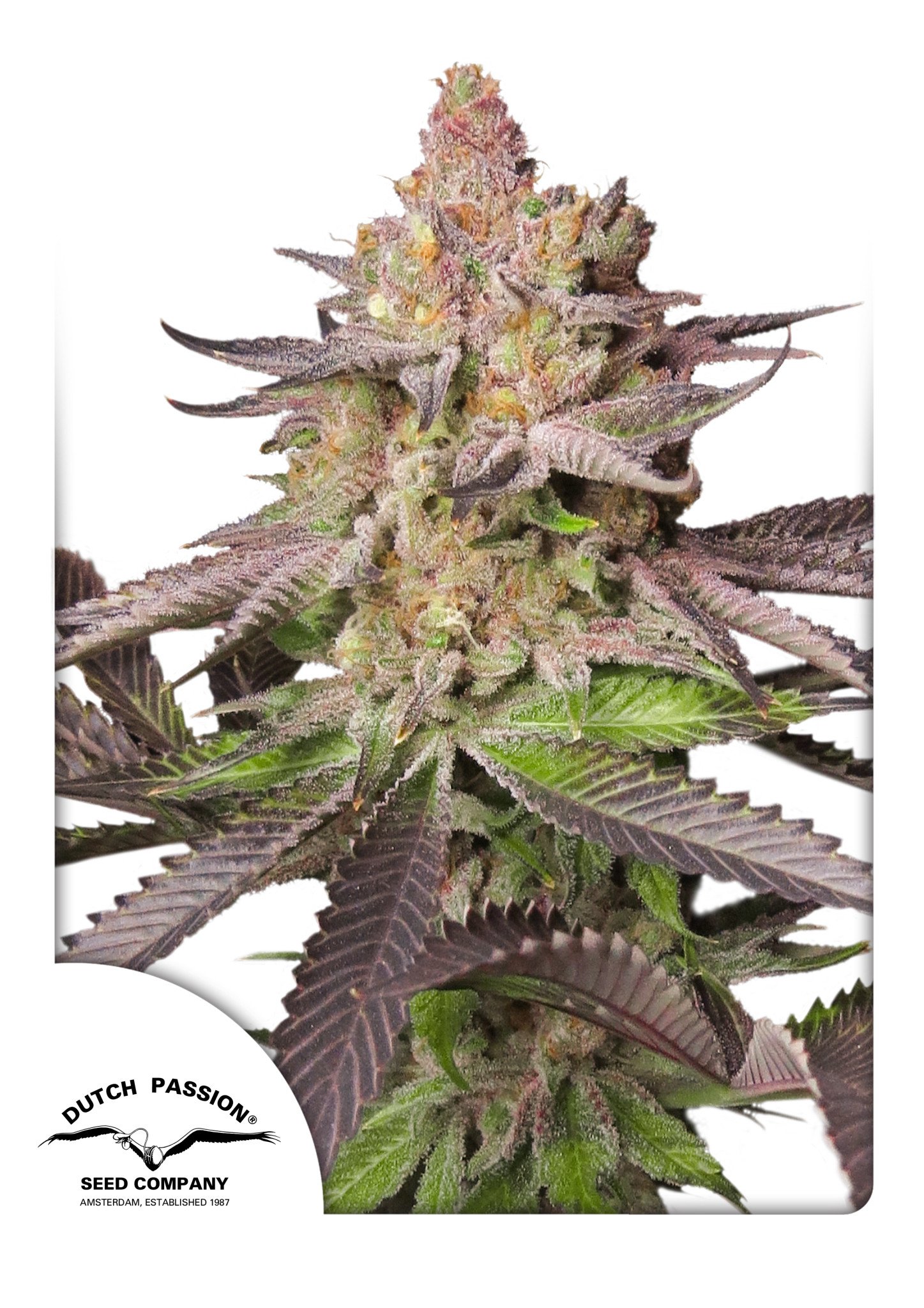 MELONADE RUNTZ FEM - Dutch Passion | BEAR BUSH