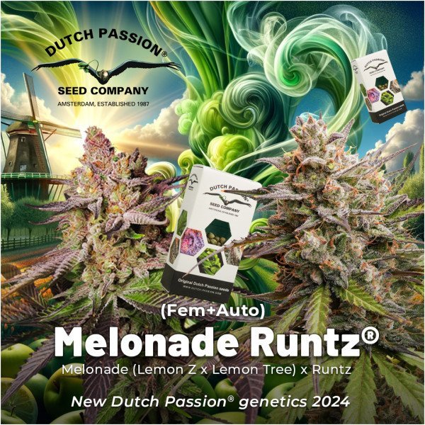 BearBush-Bear-Bush-Botanical-Collective-Dutch-Passion-Seed-Company-Melonade-Runtz-Fem-3