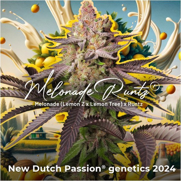 BearBush-Bear-Bush-Botanical-Collective-Dutch-Passion-Seed-Company-Melonade-Runtz-Fem-5