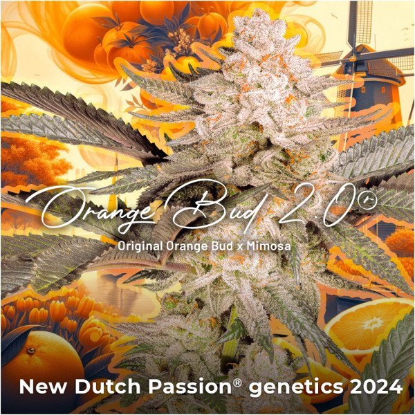 BearBush-Bear-Bush-Botanical-Collective-Dutch-Passion-Seed-Company-Orange-Bud-2.0-Fem-5