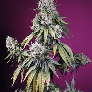 BearBush-Bear-Bush-Botanical-Collective-Sweet-Seeds-Jealousy-Z-XL-Auto-3