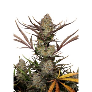 BearBush-Bear-Bush-Botanical-Collective-Fast-Buds-Apple-Strudel-Auto-2