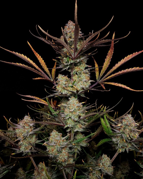 BearBush-Bear-Bush-Botanical-Collective-Fast-Buds-Apple-Strudel-Auto-5