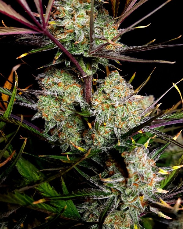 BearBush-Bear-Bush-Botanical-Collective-Fast-Buds-Apple-Strudel-Auto-7