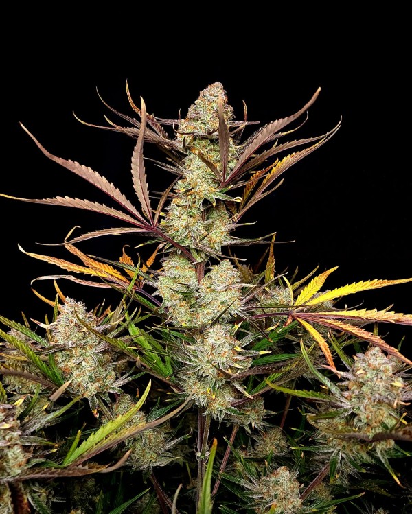 BearBush-Bear-Bush-Botanical-Collective-Fast-Buds-Apple-Strudel-Auto-8