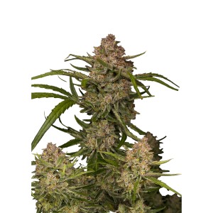 BearBush-Bear-Bush-Botanical-Collective-Fast-Buds-Guava-Auto-2