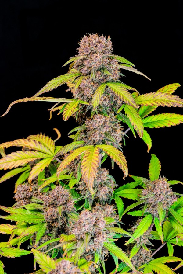 BearBush-Bear-Bush-Botanical-Collective-Fast-Buds-Lemon-Cherry-Cookies-Auto-10