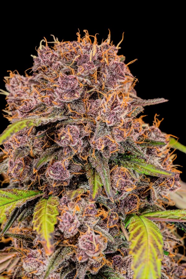BearBush-Bear-Bush-Botanical-Collective-Fast-Buds-Lemon-Cherry-Cookies-Auto-12