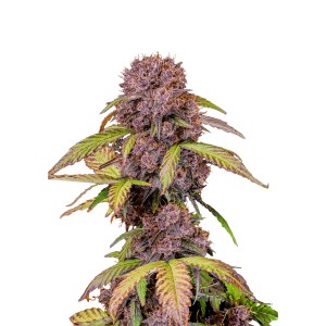 BearBush-Bear-Bush-Botanical-Collective-Fast-Buds-Lemon-Cherry-Cookies-Auto-2