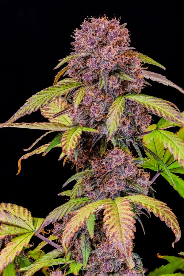 BearBush-Bear-Bush-Botanical-Collective-Fast-Buds-Lemon-Cherry-Cookies-Auto-5
