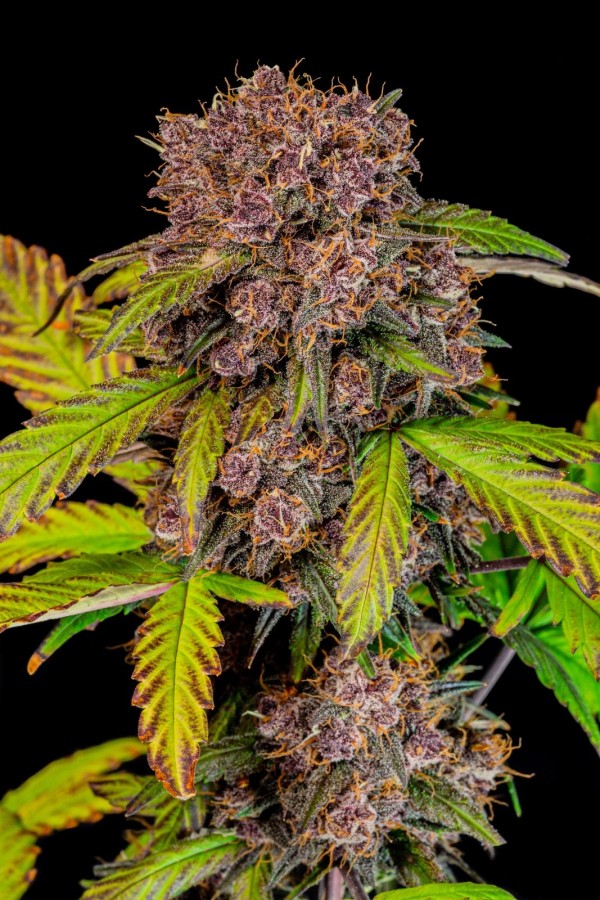 BearBush-Bear-Bush-Botanical-Collective-Fast-Buds-Lemon-Cherry-Cookies-Auto-6