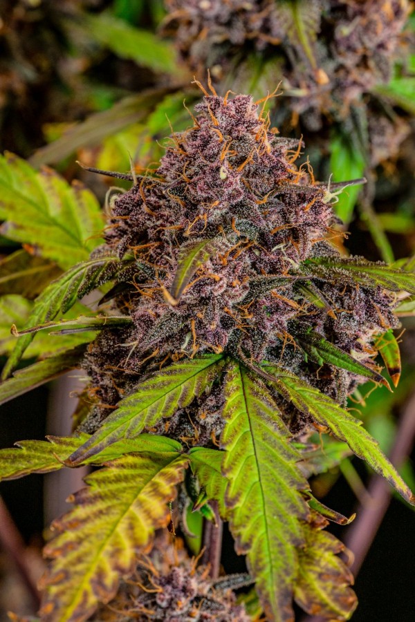 BearBush-Bear-Bush-Botanical-Collective-Fast-Buds-Lemon-Cherry-Cookies-Auto-8