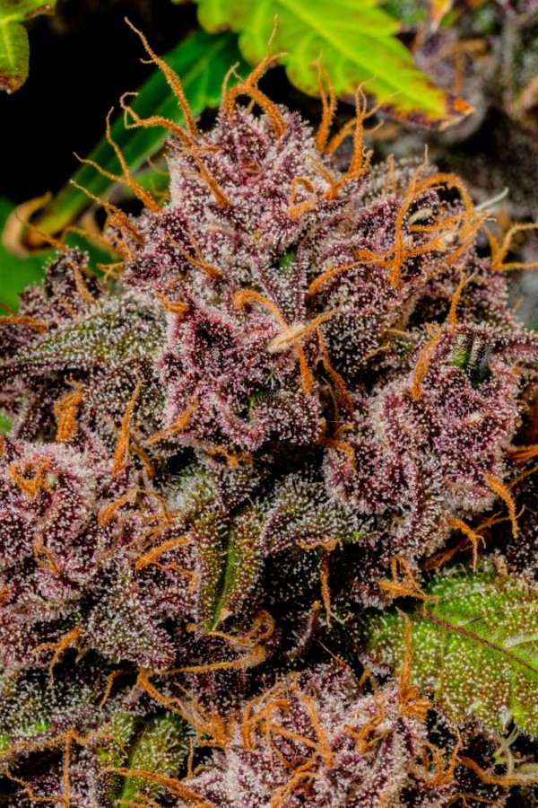 BearBush-Bear-Bush-Botanical-Collective-Fast-Buds-Lemon-Cherry-Cookies-Auto-9