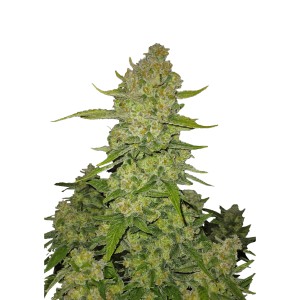 BearBush-Bear-Bush-Botanical-Collective-Fast-Buds-Papaya-Cookies-Auto-2