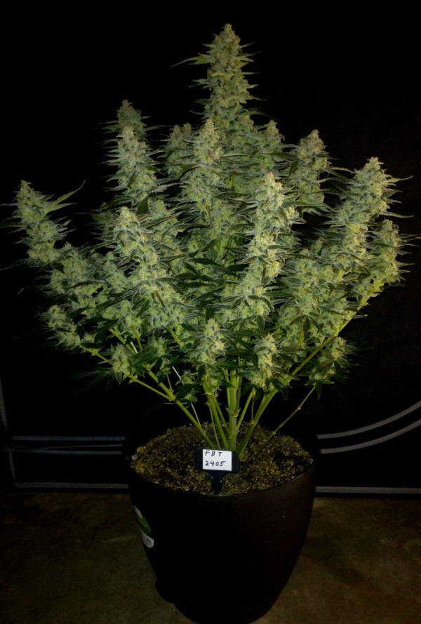 BearBush-Bear-Bush-Botanical-Collective-Fast-Buds-Papaya-Cookies-Auto-8