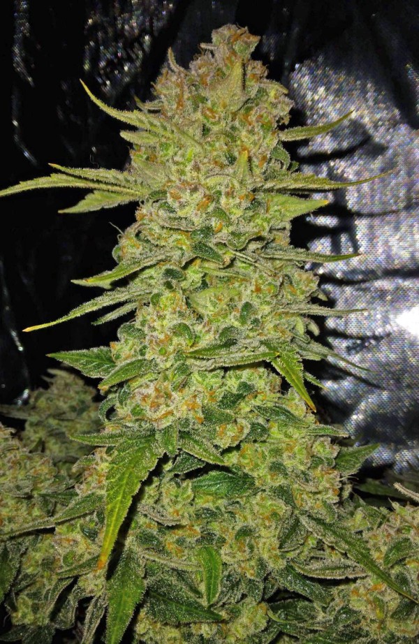 BearBush-Bear-Bush-Botanical-Collective-Fast-Buds-Papaya-Cookies-Auto-9