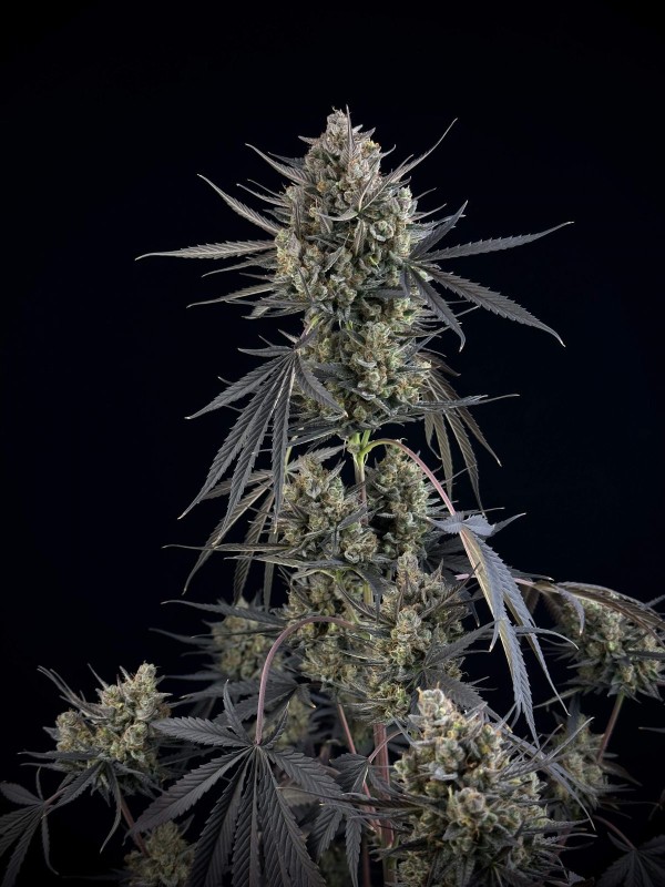BearBush-Bear-Bush-Botanical-Collective-Fast-Buds-Pound-Cake-Auto-10