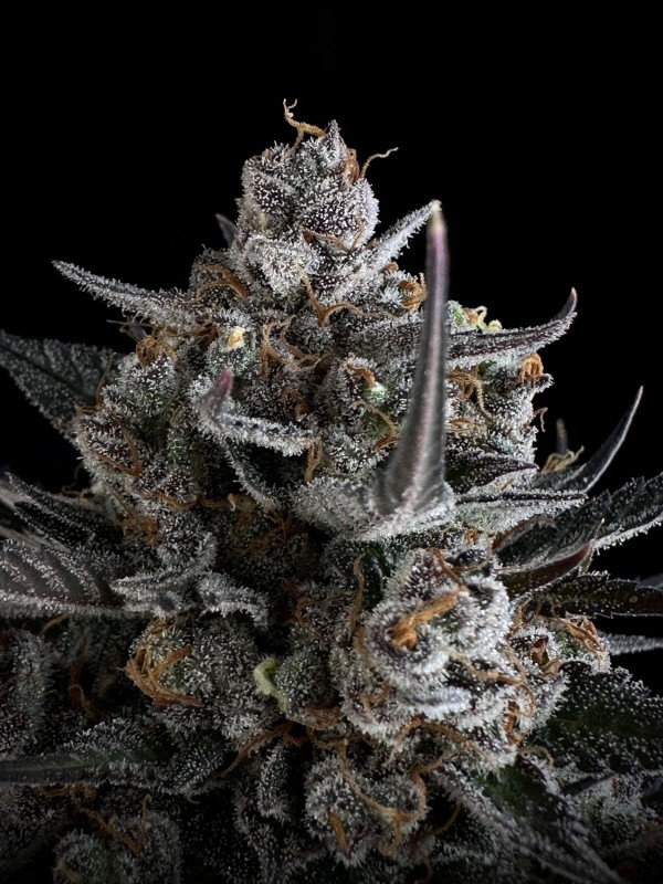 BearBush-Bear-Bush-Botanical-Collective-Fast-Buds-Pound-Cake-Auto-11