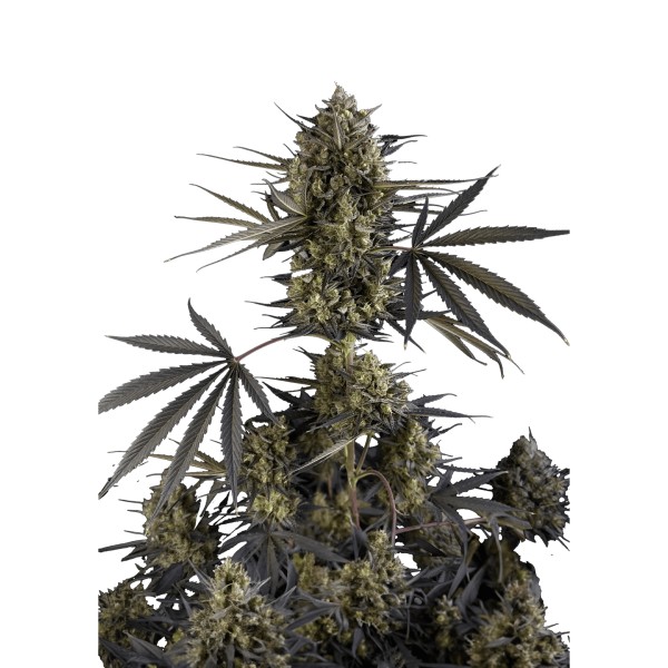BearBush-Bear-Bush-Botanical-Collective-Fast-Buds-Pound-Cake-Auto-2