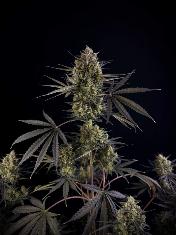 BearBush-Bear-Bush-Botanical-Collective-Fast-Buds-Pound-Cake-Auto-3