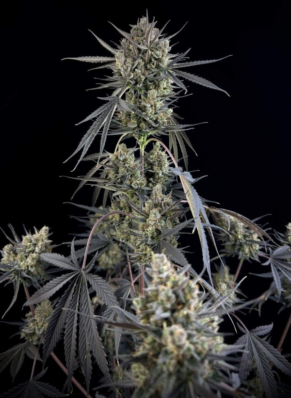 BearBush-Bear-Bush-Botanical-Collective-Fast-Buds-Pound-Cake-Auto-4