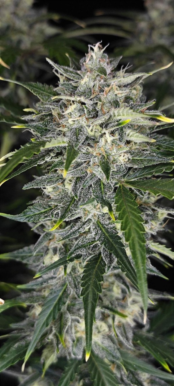 BearBush-Bear-Bush-Botanical-Collective-Fast-Buds-Sour-Jealousy-Auto-11