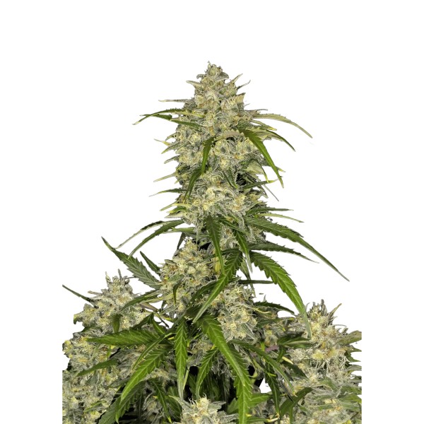 BearBush-Bear-Bush-Botanical-Collective-Fast-Buds-Sour-Jealousy-Auto-2