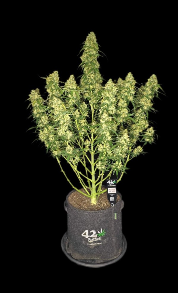 BearBush-Bear-Bush-Botanical-Collective-Fast-Buds-Sour-Jealousy-Auto-3