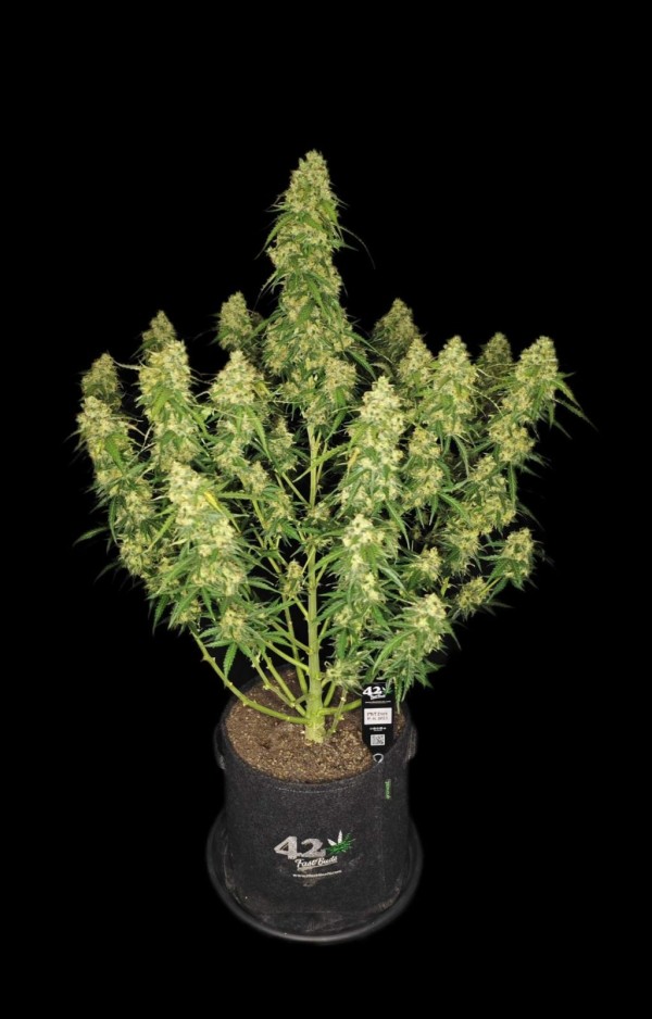 BearBush-Bear-Bush-Botanical-Collective-Fast-Buds-Sour-Jealousy-Auto-8