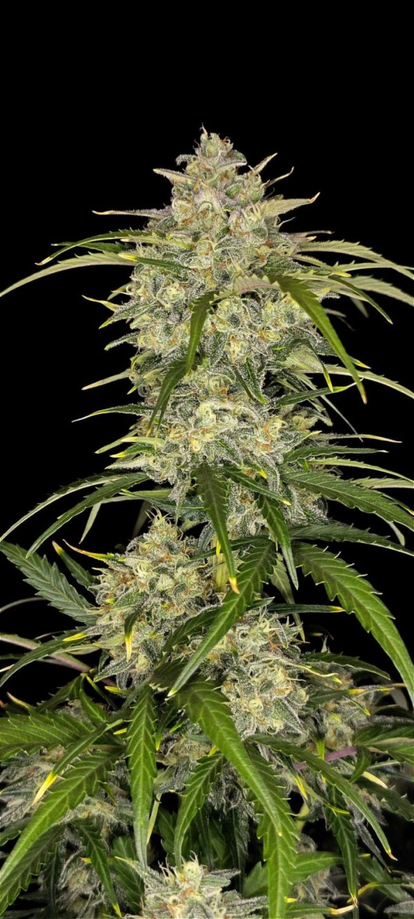 BearBush-Bear-Bush-Botanical-Collective-Fast-Buds-Sour-Jealousy-Auto-9