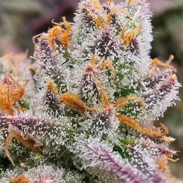 BearBush-Bear-Bush-Botanical-Collective-Purple-City-Genetics-Habibi-Fem-4-v2