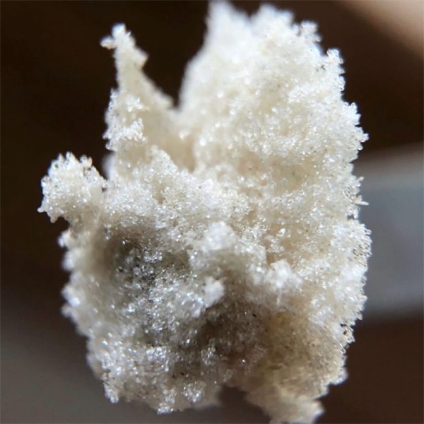 BearBush-Bear-Bush-Botanical-Collective-Purple-City-Genetics-Habibi-Fem-5-v2