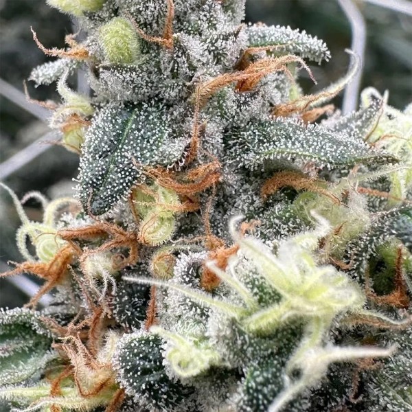 BearBush-Bear-Bush-Botanical-Collective-Purple-City-Genetics-Moroccan-Peaches-Fem-3-v2