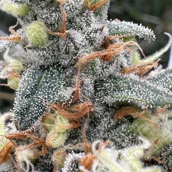 BearBush-Bear-Bush-Botanical-Collective-Purple-City-Genetics-Moroccan-Peaches-Fem-4-v2