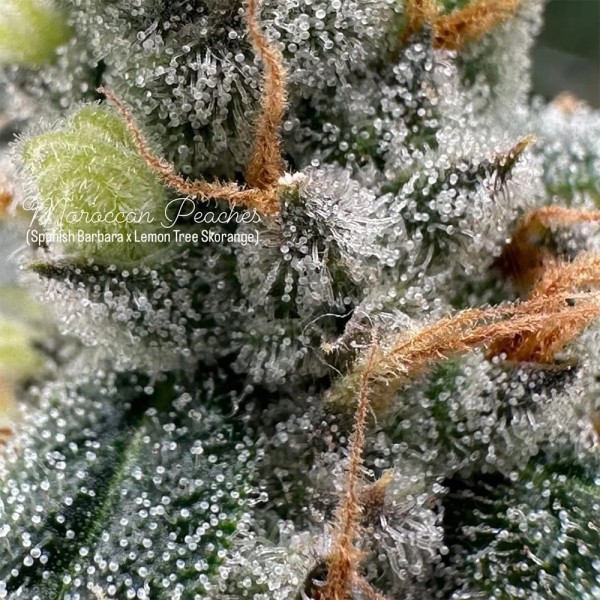BearBush-Bear-Bush-Botanical-Collective-Purple-City-Genetics-Moroccan-Peaches-Fem-5-v2