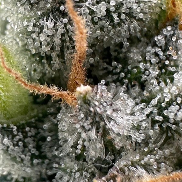 BearBush-Bear-Bush-Botanical-Collective-Purple-City-Genetics-Moroccan-Peaches-Fem-6-v2