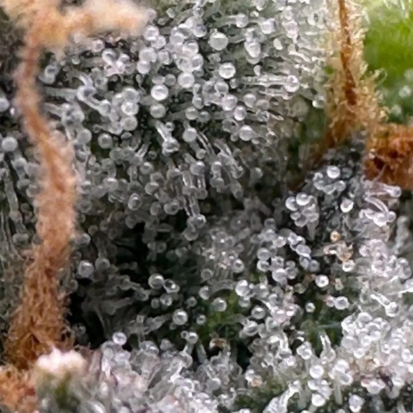 BearBush-Bear-Bush-Botanical-Collective-Purple-City-Genetics-Moroccan-Peaches-Fem-7-v2