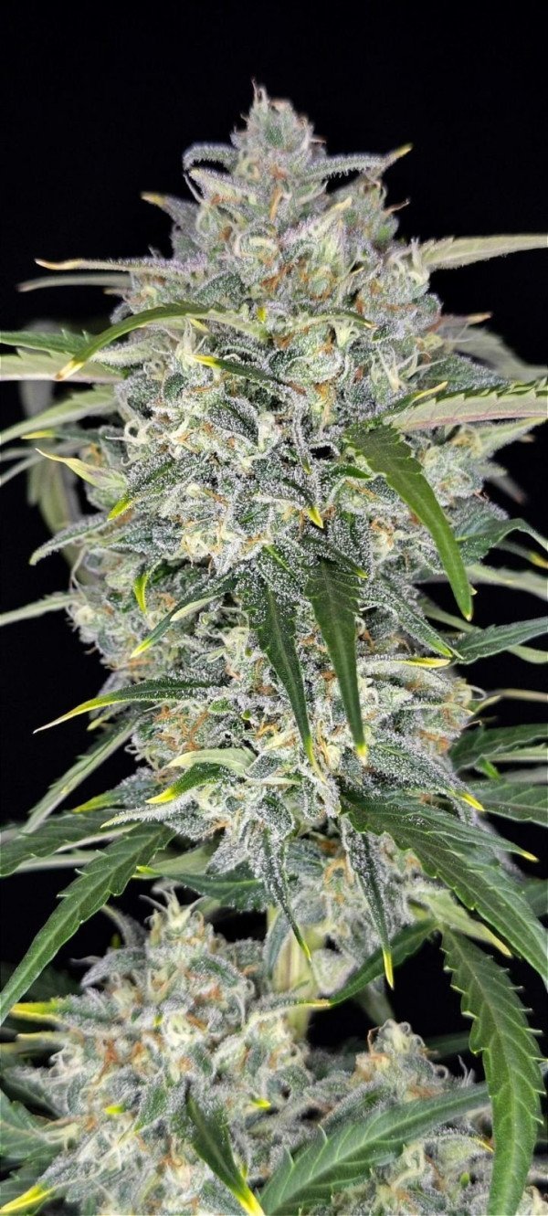 BearBush-Bear-Bush-Botanical-Collective-420-Fast-Buds-Sour-Jealousy-Auto-