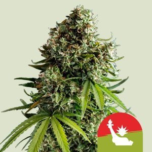 BearBush-Bear-Bush-Botanical-Collective-Royal-Queen-Seeds-x-Tyson-2.0-NYC-Sour-D-Auto-2