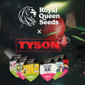 BearBush-Bear-Bush-Botanical-Collective-Royal-Queen-Seeds-x-Tyson-2.0