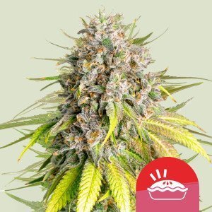 BearBush-Bear-Bush-Botanical-Collective-Royal-Queen-Seeds-x-Tyson-2.0-Punch-Pie-Fem-2