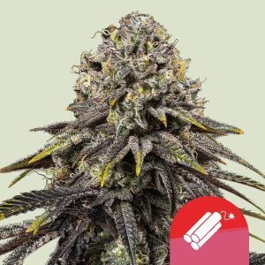 BearBush-Bear-Bush-Botanical-Collective-Royal-Queen-Seeds-x-Tyson-2.0-Dynamite-Diesel-Fem-2