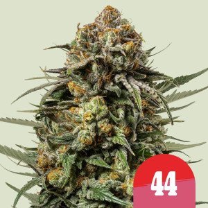 BearBush-Bear-Bush-Botanical-Collective-Royal-Queen-Seeds-x-Tyson-2.0-Gelato-44-Fem-2