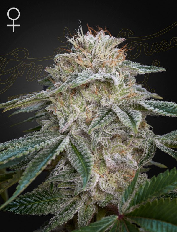 BearBush-Bear-Bush-Botanical-Collective-Green-House-Seed-Company-Super-Lemon-Haze-x-GMO-Fem-2