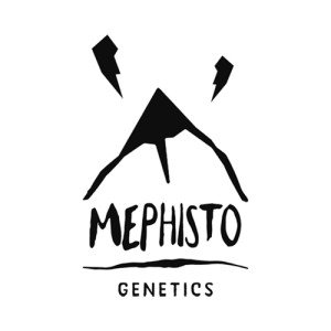 MEPHISTO GENETICS CBD AUTO