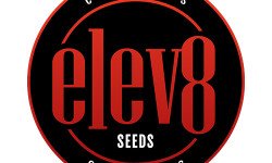 BearBush-Bear-Bush-Botanical-Collective-Elev8-Seeds-Logo