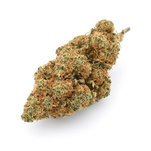 BearBush-Bear-Bush-Botanical-Collective-Canapa-Cannabis-CBD-Erba-Fumo-Grow-Head-Hemp-Legal-Light-Marjuana-Seed-Semi-Smoke-Vapor-Weed-Buds-Cime-Flowers-Fiori-Inflorescences-Infiorescenze-Mandarine-ZK